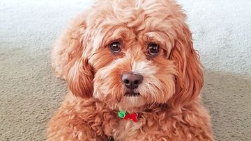 Caramel Sundae The Cavoodle Sundae The Cavoodle Websta Puppy Flowers Poodle Mix Cute Animals