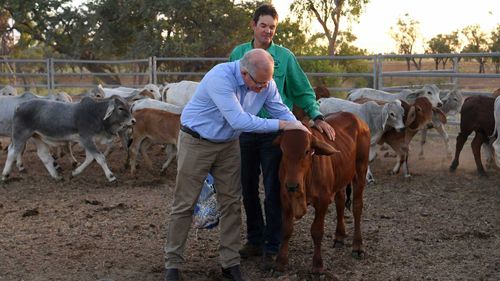 Scott Morrison inspects calves during a visit to Gipsy Plains near Cloncurry.