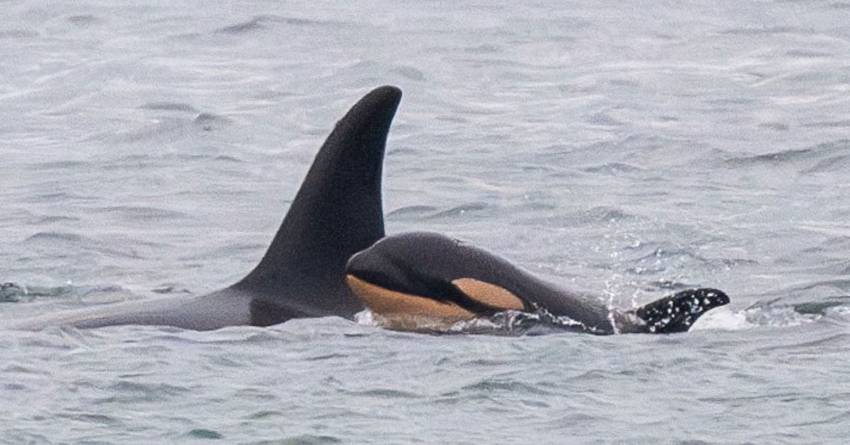 Whale Orca That Lost A Calf In 2018 Has Lost Another