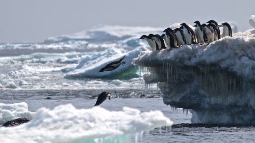 Adélie penguins jumping of iceberg. (Stony Brook University, Louisiana State University, Courtesy Rachael Herman.)