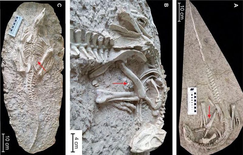 The two beautifully preserved skeletons (A/B and C) of Changmiania liaoningensis. Red arrows indicate gastrolith clusters. (RBINS)