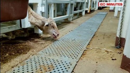 The 60 Minutes episode exposed the shocking treatment of sheep on board the Awassi Express. (60 Minutes)