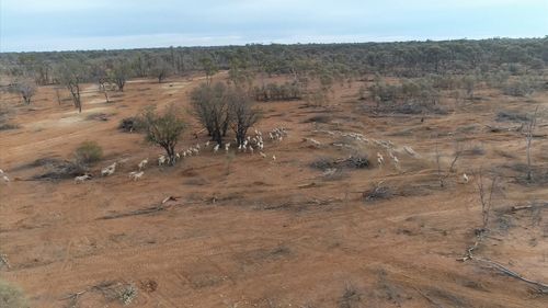 Despite the NSW Government pledging an additional $500 million in relief funding, farmers are facing starving livestock issues and battling to keep themselves afloat. Picture: 9NEWS.