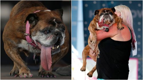 The long-tongued English Bulldog was declared the victor of the competition, now in its 30 year. (AAP)