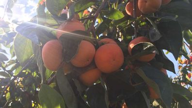 Persimmons