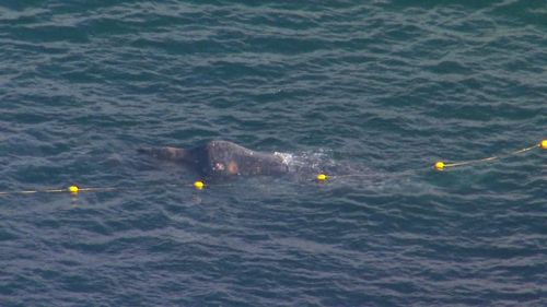 The whale calf was tangled in a shark net for over an hour off a Queensland beach.
