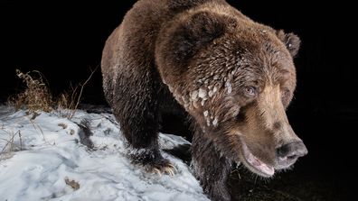 &#x27;Ice bear&#x27;: Winner - Camera Traps