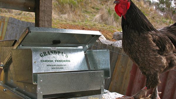 Keeping Backyard Chickens 9homes