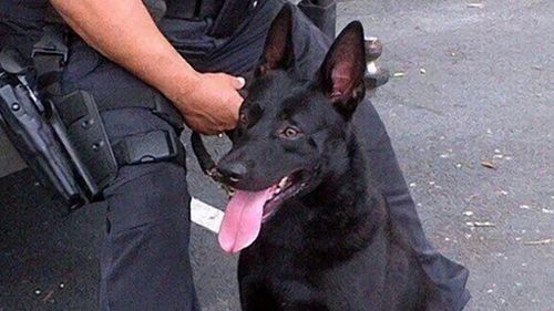 Police dog fired after biting Florida doughnut shop employee