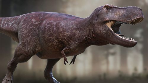 A new reconstruction of a tyrannosaurus rex has been dubbed the most accurate depiction of the dinosaur yet