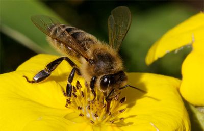 Bee stings kill around 100 people each year in the US alone.