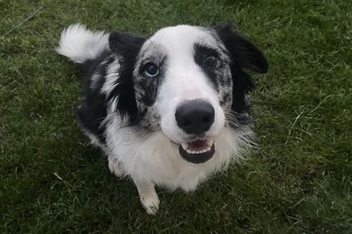 Man claims ChatGPT SAVED his dog's life after vet couldn't figure out what caused its anemia...but AI diagnosed Sassy the Border Collie in minutes