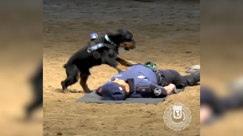 The dog rushes over to his handler who had pretended to collapse on the ground. Picture: Twitter/Madrid Police