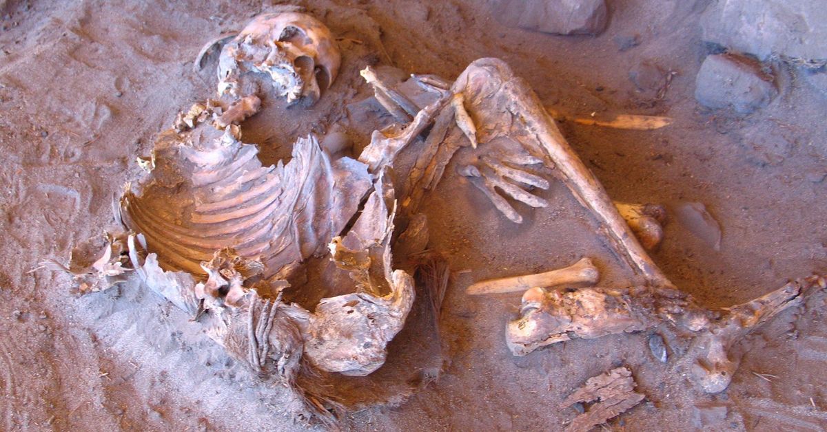 Ancient DNA sheds light on origins of 7,000-year-old Saharan mummies