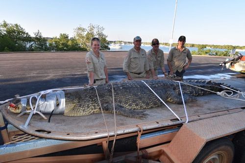 The crocodile, which weighed around 400kg, was removed from a trap in Sadgroves Creek by NT Parks and Wildlife specialists on Saturday afternoon. Picture: NT Parks and Wildlife