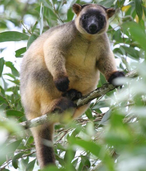 Queensland drought linked to increased rate of blindness among rare tree kangaroos