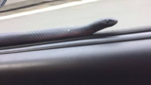 It's believed the unexpected passenger was a red-bellied black snake. (Facebook)