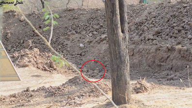 A picture taken in India has gone viral due to the amazing power of camouflage.