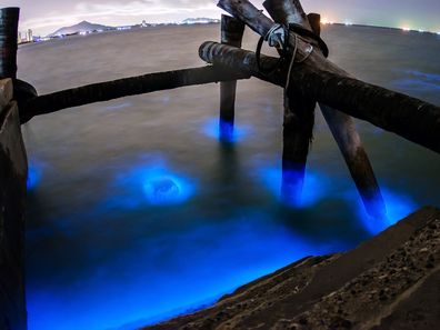 bioluminescent plankton