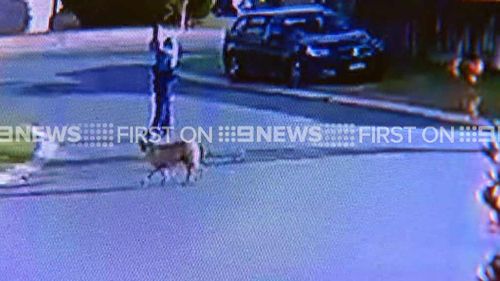 Biggie can be seen walking near the officer. (9NEWS)