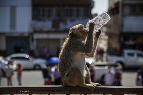 LOP BURI, THAILAND - NOVEMBER 28: A monkey attempts to drink the leftovers of a smoothie during the Lopburi Monkey Festival on November 28, 2021 in Lop Buri, Thailand. Lopburi holds its annual Monkey Festival where local citizens and tourists gather to provide a banquet to the thousands of long-tailed macaques that live in central Lopburi. This year the event was Lopburi's main reopening event since Thailand opened to foreign tourists without having to quarantine on November 1. 