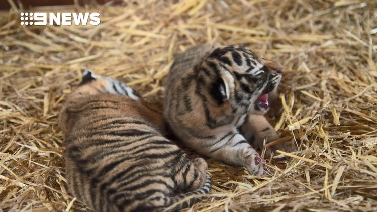 Dreamworld's Tiger Cubs Play with Mum and Dad on Tiger Island