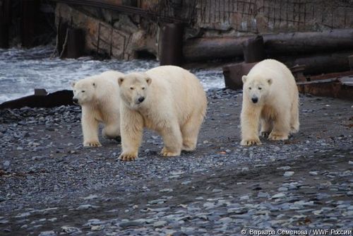 Scientists trapped by hungry polar bears in Arctic Russia