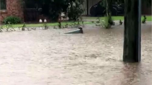 NSW weather update; blacktown flash flooding bin floats down street 