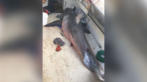 A fisherman has been rescued and taken to hospital after a great white shark crashed onto his boat. (Marine Rescue Evans Head)