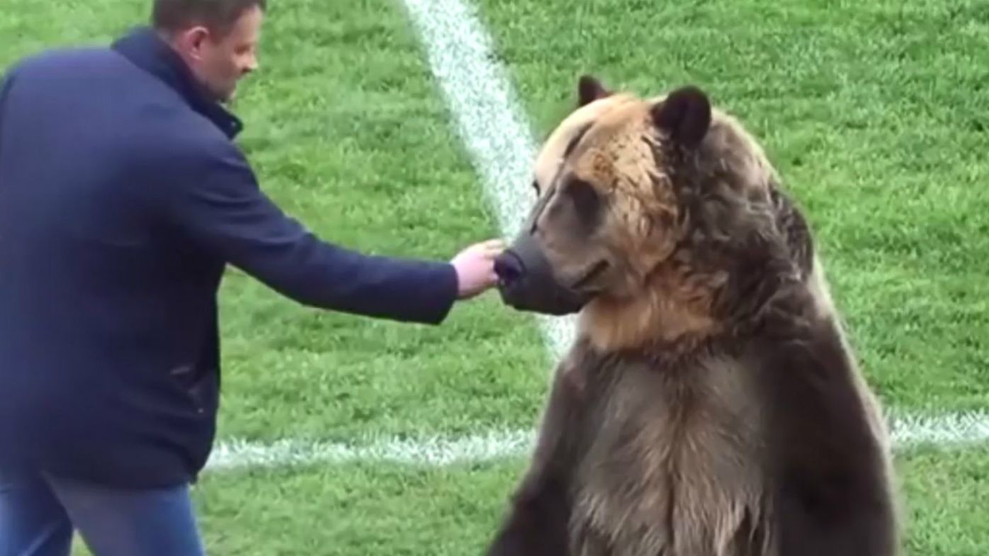 Bear in Russian stunt