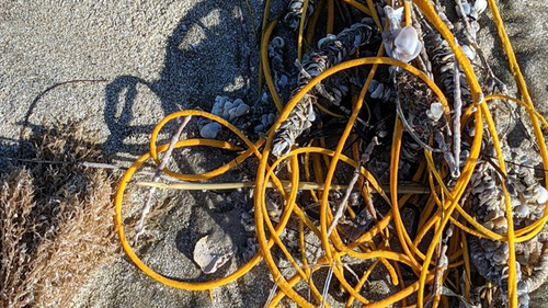 The pile of yellow sea whip was found partially buried in sand. 