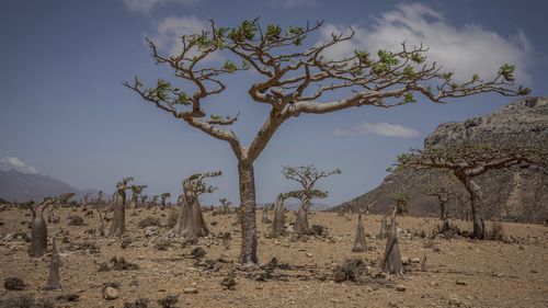 Frankincense and bottle trees grow on the Yemeni island of Socotra on Sept. 21, 2024. (AP Photo/Annika Hammerschlag)