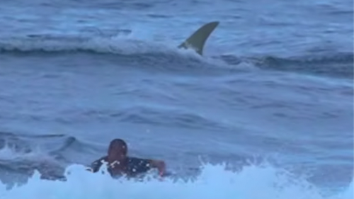 A large fin is seen behind surfer Rolando Montes.