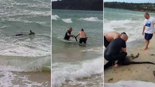The officers ran into the surf and hauled the unconscious kangaroo back to shore.