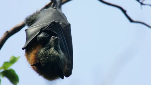 Doctor warns all bats could carry 'devastating and fatal' disease