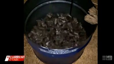 A bucket full of mice.