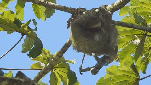 A sloth has been filmed giving birth in a tree, with her infant plunging from the branch moments after. 
