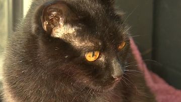 An almost 100-year-old cat is looking for a forever home for the third time.