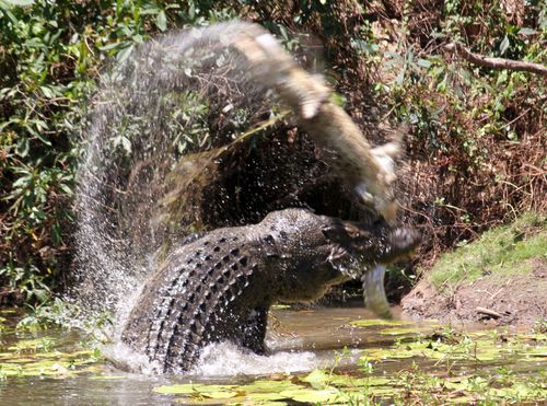 A large crocodile flings a smaller crocodile through the air before eating it at Catfish Waterhole in the Rinyirru National Park in Queensland.