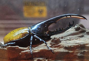 What type of beetle is illustrated above?