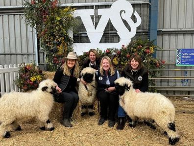 valais blacknose yarra valley sheep sydney royal easter show kim and richie