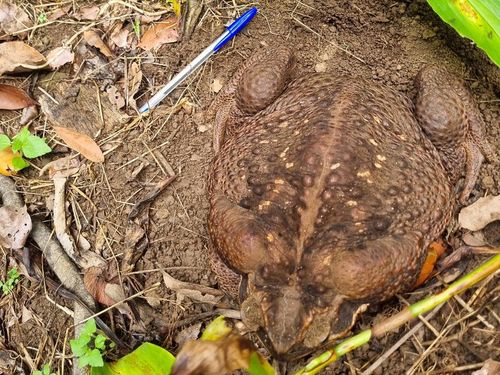 Toadzilla was spotted by rangers in Conway National Park, near Airlie Beach.