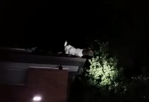 Rescuers were baffled after being confronted by a goat that had made it on to the roof of a Sydney home. (NSW Fire and Rescue)