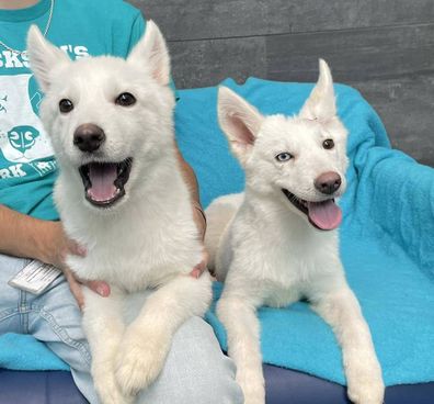 Puppies thrown over shelter fence adopted