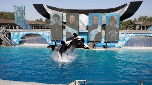 SeaWorld admits employees spied on animal rights groups
