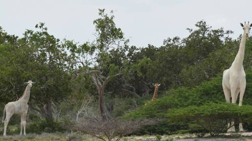 They were thought to be among  only three white giraffes in the world. 