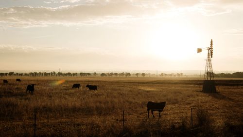 An outbreak of foot and mouth disease which has reached Bali could threaten Australia's entire livestock industry.