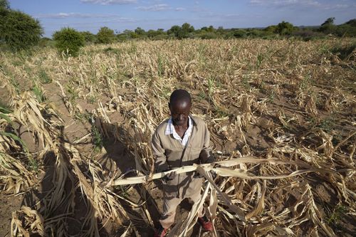 A farmer in Zimbabwe,stands in dried up crop field