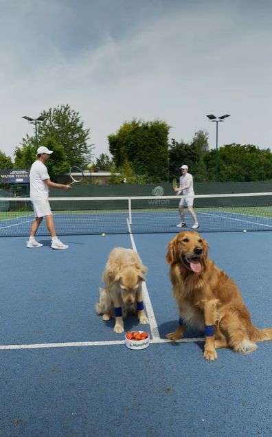 ManyPets tries to replace ball boys with dogs.