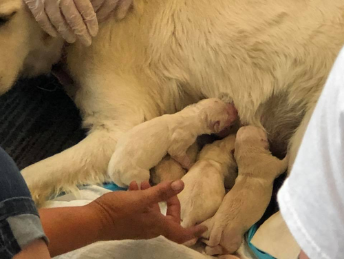 The two-year-old golden retriever is now the proud mum of eight puppies. (Tampa International Airport/ Facebook)